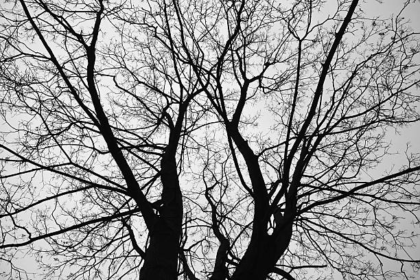 istock Naked tree at lowering weather as a background 470336418