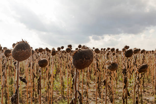 istock Wilted Sunflower, dried sunflowers 470336648