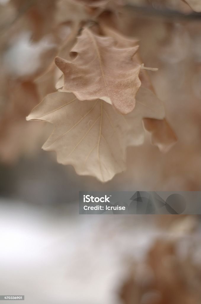 Soft oak leaf surfaces Soft focused detail of two winter oak leaves showing the subtle color and texture differences in the front and back of the leaf surface Abstract Stock Photo