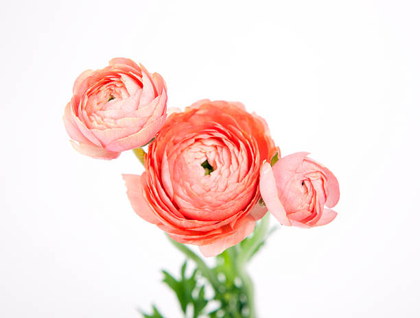 istock Beautiful little bouquet Ranunculus 470337280