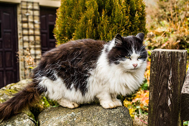 istock Cat on a rock fence 470337755