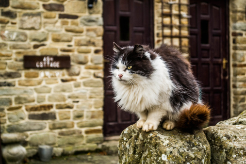 Fluffy cat resting on a rock fence in the Peak district in the UK.