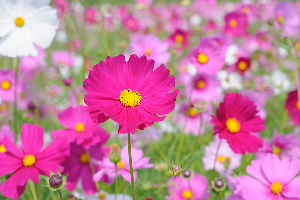 istock Colorful Cosmos Flowers 470338597