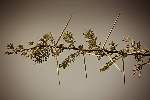 Thorns of Acacia Nilotica, Babul tree, India