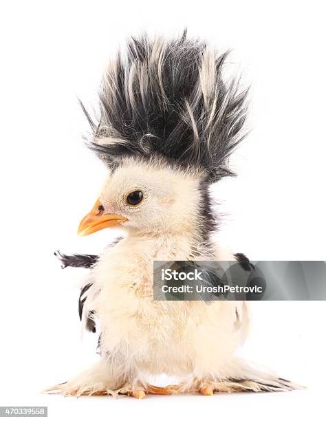 Crazy Chick With Even Crazier Hair Stock Photo - Download Image Now - Bizarre, Young Bird, Humor