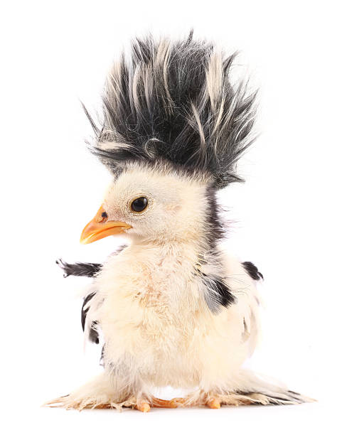 louca com o cabelo ainda mais louco - young bird chicken bird cut out - fotografias e filmes do acervo