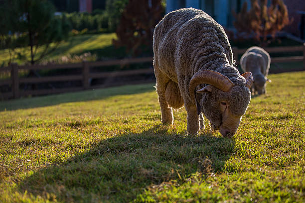 mouton - lamb merino sheep sheep focus on foreground photos et images de collection