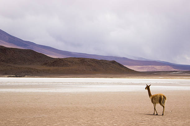 istock Vicuna walks to the mountains - Bolivia 470342844