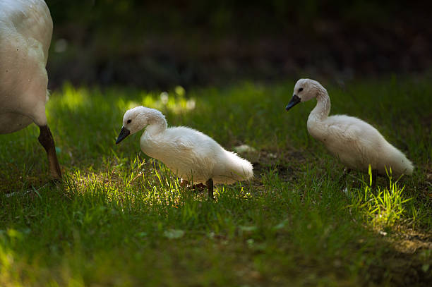 Swans walking and enjoying the peaceful day. stock photo