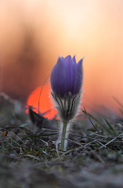 istock Spring flower Pasqueflower- Pulsatilla grandis at sunset 470344320