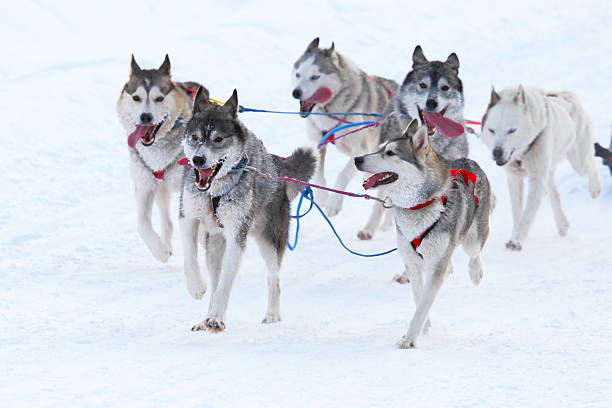istock Race of draft dogs 470344905
