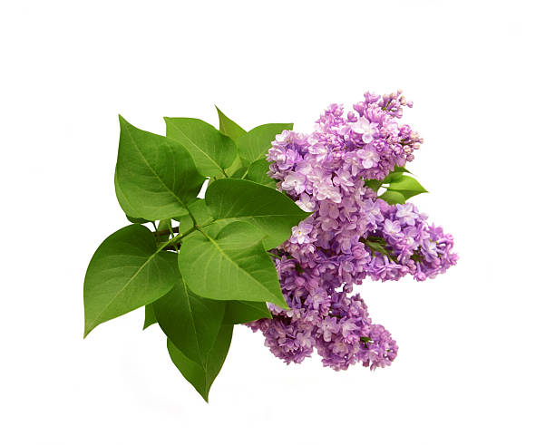 istock branch of a lilac with leaves 470346480