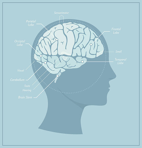 Human Brain Diagram A detailed diagram of a human brain with different zones and key functions labelled. biomedical illustration stock illustrations