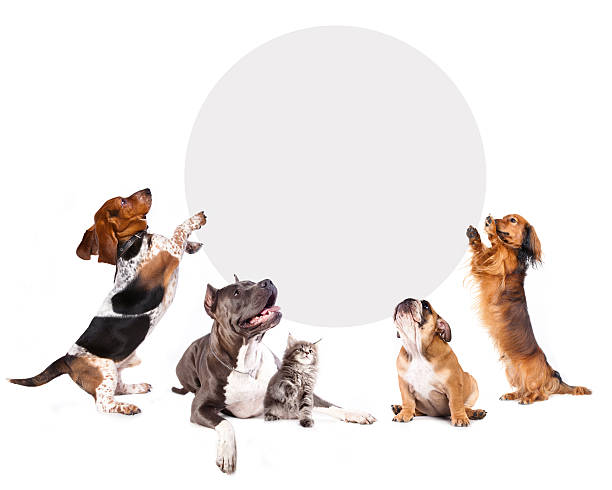 猫と犬を持つコルクのバナー - dog dachshund small puppy ストックフォトと画像