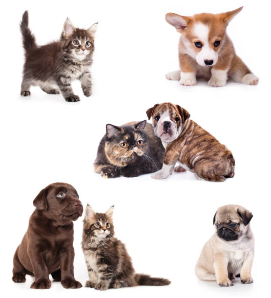 istock Group of cats and dogs 470347306