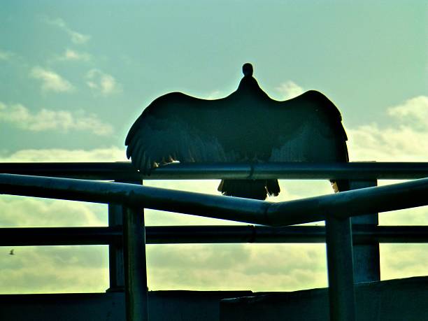 This is a turkey buzzard drying it's wings in the breeze of Biscayne bay with the cloudscape in the background beneath the Rickenbacker bridge