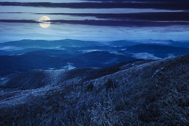 istock wild flowers on the mountain top at night 470348384