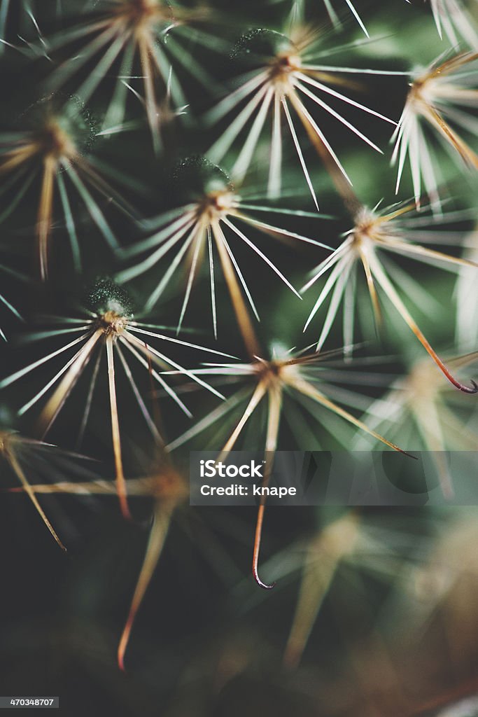 Primer plano de cactus - Foto de stock de Afilado libre de derechos