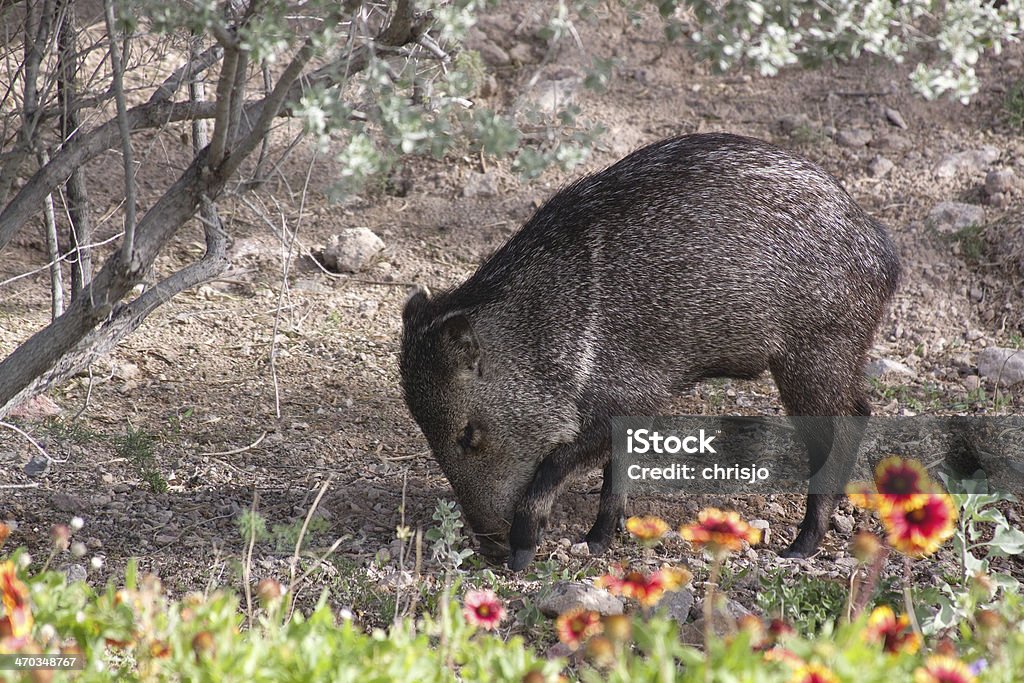 Wild jabalí verrugoso Javalina - Foto de stock de Aire libre libre de derechos