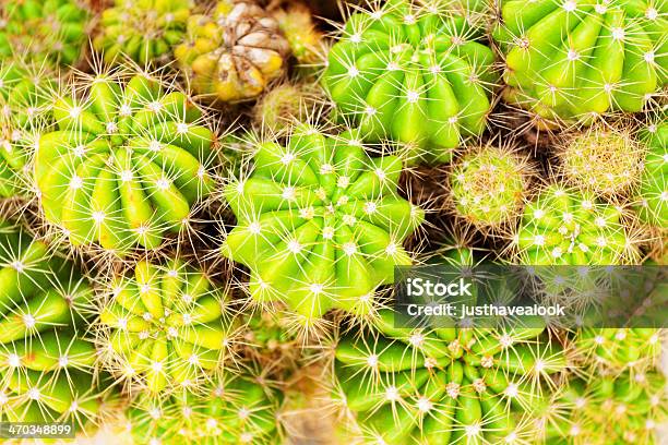 Top Blick Auf Die Cactus Stockfoto und mehr Bilder von Dornig - Dornig, Fotografie, Grün