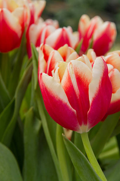 istock beautiful tulips field in spring time 470349343