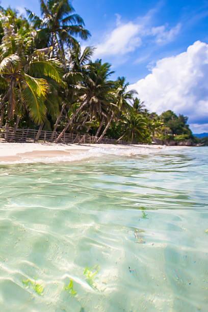 istock Perfect beach with green palms,white sand and turquoise water 470350451