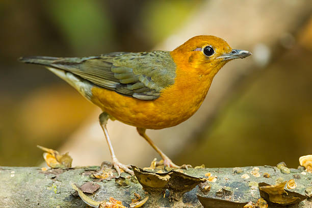 Orange-headed Thrush Orange-headed Thrush (Zoothera citrina) on the wood in nature at Khaoyai N.Y, Thailand orange headed thrush bird stock pictures, royalty-free photos & images