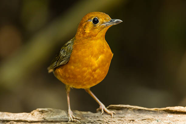 portrait of Orange-headed Thrush The portrait of Orange-headed Thrush (Zoothera citrina) in nature orange headed thrush bird stock pictures, royalty-free photos & images