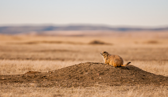 A black-tailed prairie dog stands alert at its burrow at sunset in Grasslands National Park, Saskatchewan. 