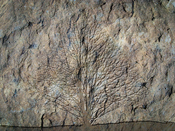 árvore gravada na pedra - etching tan stone textured imagens e fotografias de stock