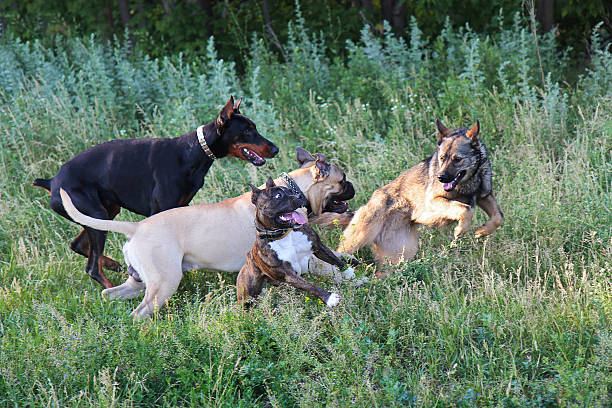 istock four dogs play in a park 470351814