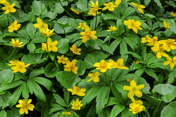 желтая примула цветы (anemonoides ranunculoides) - yellow wood anemone стоковые фото и изображения