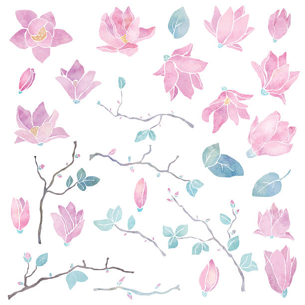 Hand painted magnolia flowers set Hand painted floral watercolor set, magnolia flowers, branches and leaves isolated on a white background - vector artwork lotus flower drawing stock illustrations