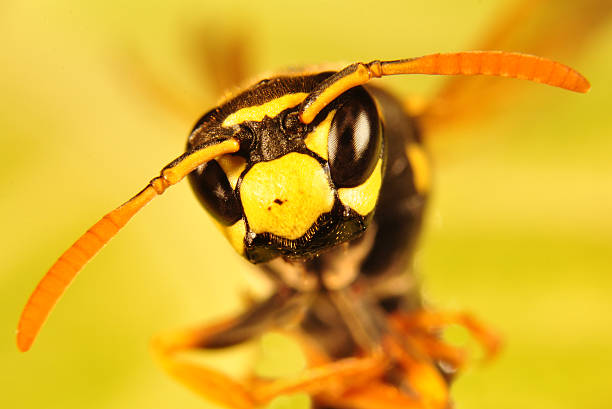 Bee, Hornet portrait Bee portrait macro on yellow flower sponger stock pictures, royalty-free photos & images