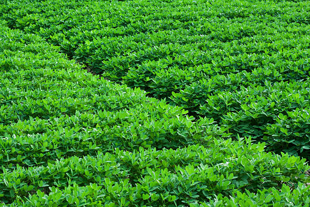Peanuts fields Peanuts fields peanut crop stock pictures, royalty-free photos & images