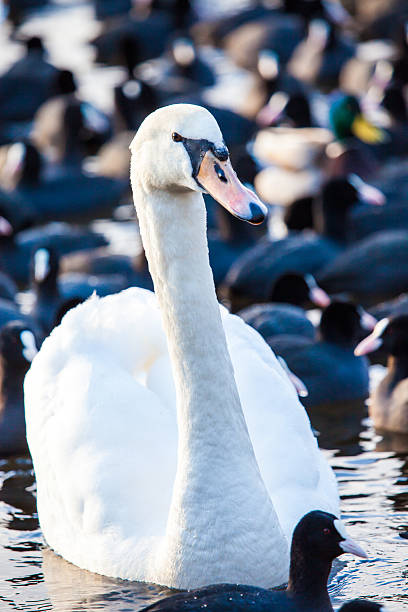 istock Swan floating on the water at winter time. 470356863