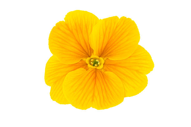 istock primrose flower isolated on white 470358360