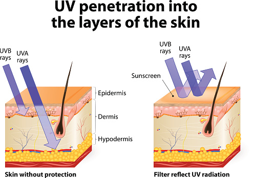 Human skin. Of absorbing and reflected uv rays. UV penetration into the layers of the skin. UVB rays do not penetrate the skin deep as they blocked by the epidermis. UVA rays penetrate deep into the skin, thus damaging elastin and collagen fibers.
