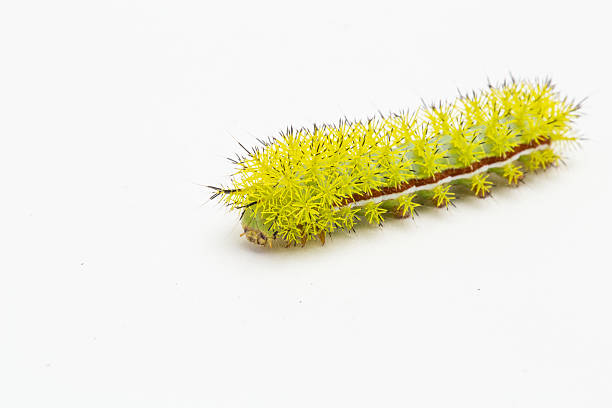 istock Studio shot of io moth caterpillar (larva) 470359578