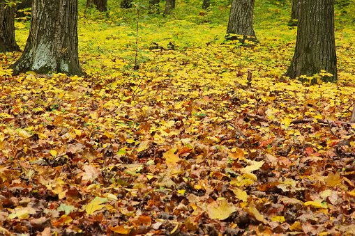 Enchanted autumn green-yellow forest