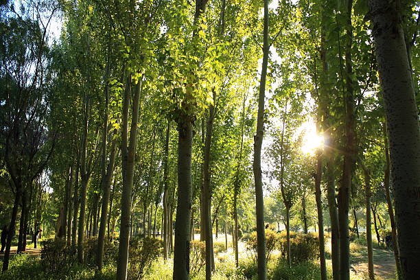 朝の光の滝、森林 - forest sunbeam tree light ストックフォトと画像