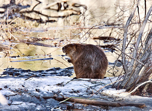Beaver at Work stock photo