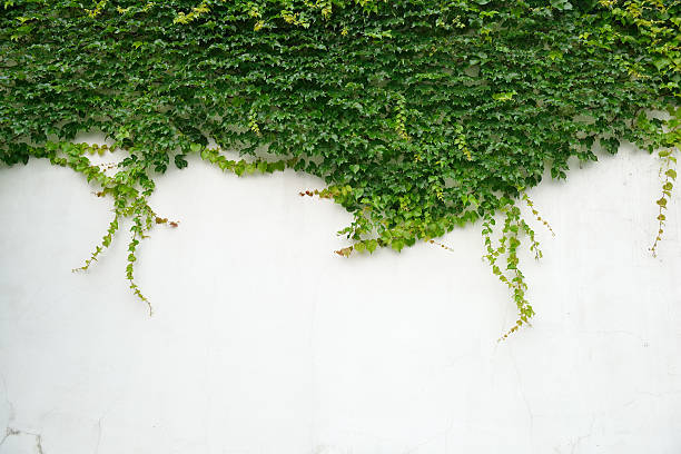 istock ivy leaves isolated on a white background 470362765
