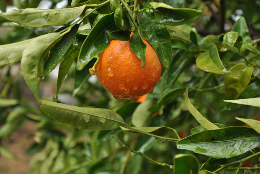 citrus fruits on the tree 