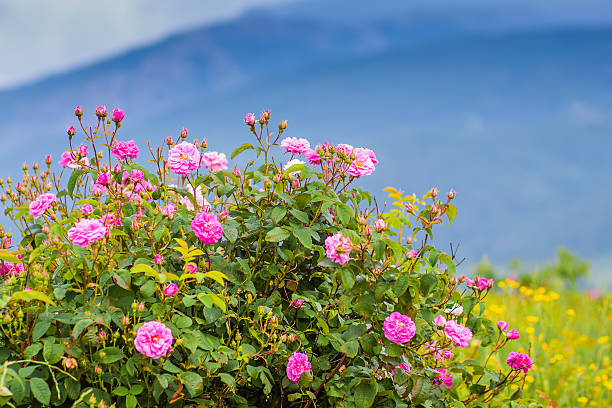 istock Real Bulgarian Damascena Rose 470363921