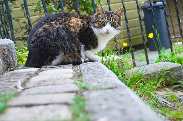 Cute stray cat looking at the camera stock photo