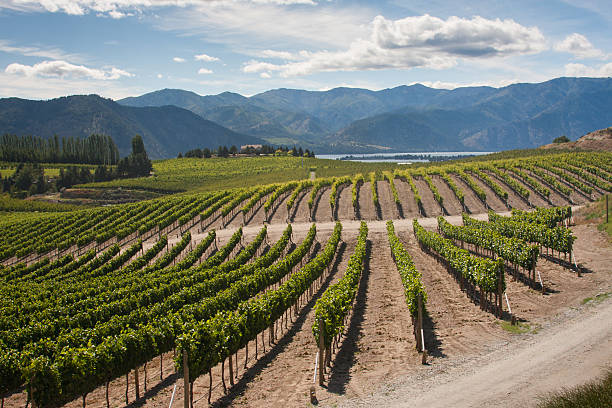 istock Washington Vineyard Vista 470365411