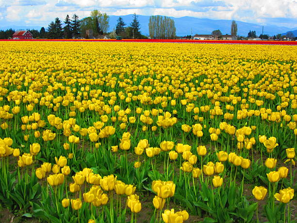 Yellow Tulip Field with Trees and Mountain in Background stock photo
