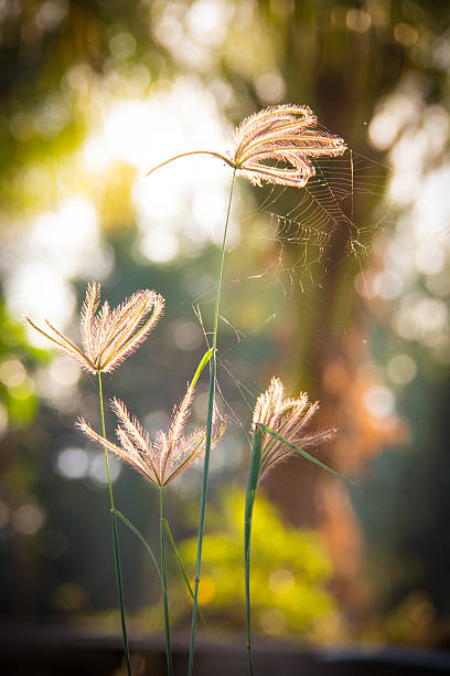 istock Flower grass blooming on bokeh background 470369796