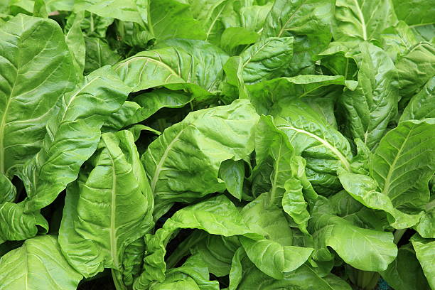istock sliverbeet plants in garden 470370470